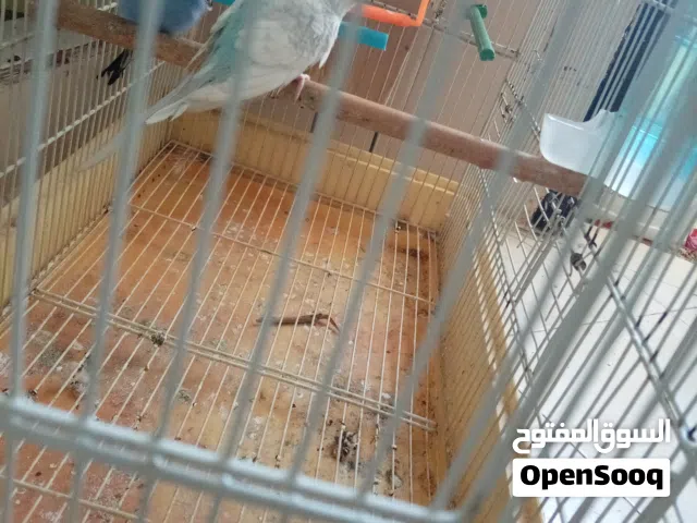 كوبل بيروش للبيع مدريسين بجوج أقفاص  لي بغاهم مرحبا يدوز لواتساب