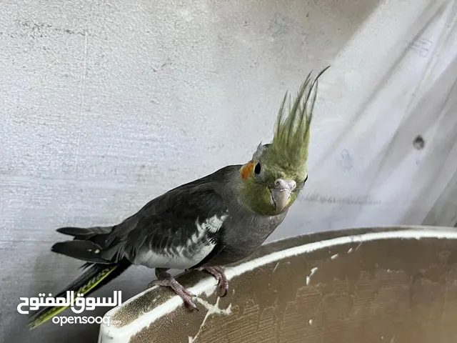 طير كوكتيل