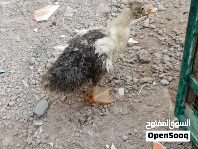 بطه للبيع لوصف مهم