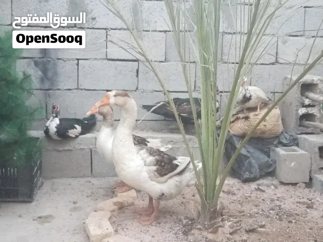 بط وبش مصري البيع