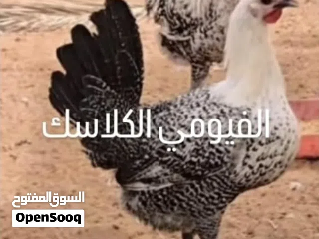 فيومي كلاسك /عدد 10 /عمر شهرين