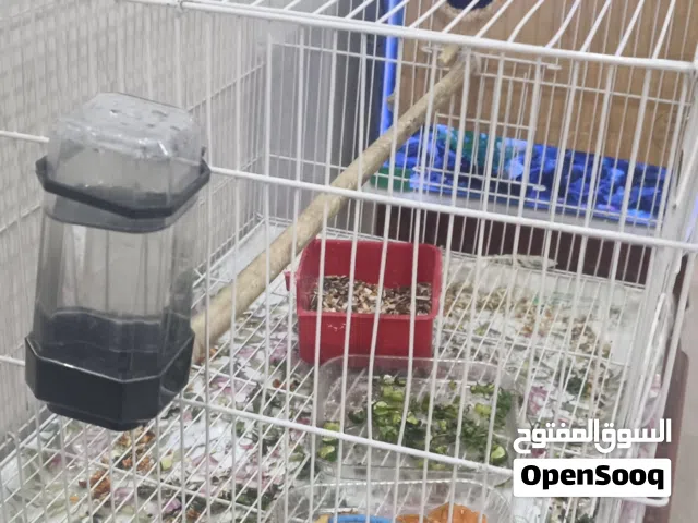زوج كوكتيل للبيع