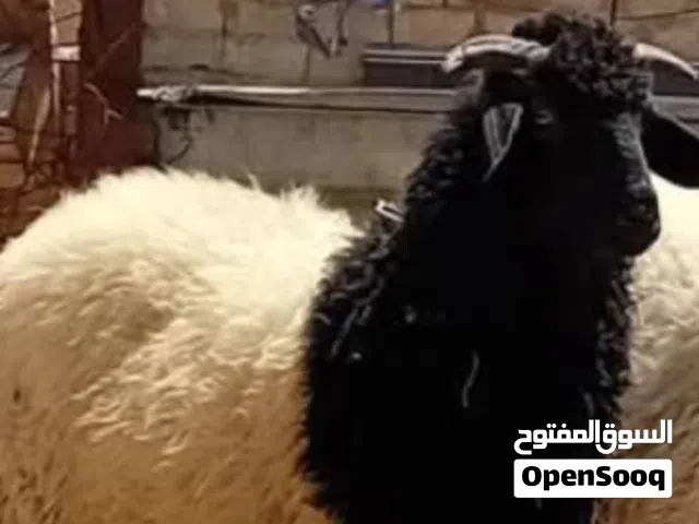 زوز خرفان عمر اربعه خمسه شهور