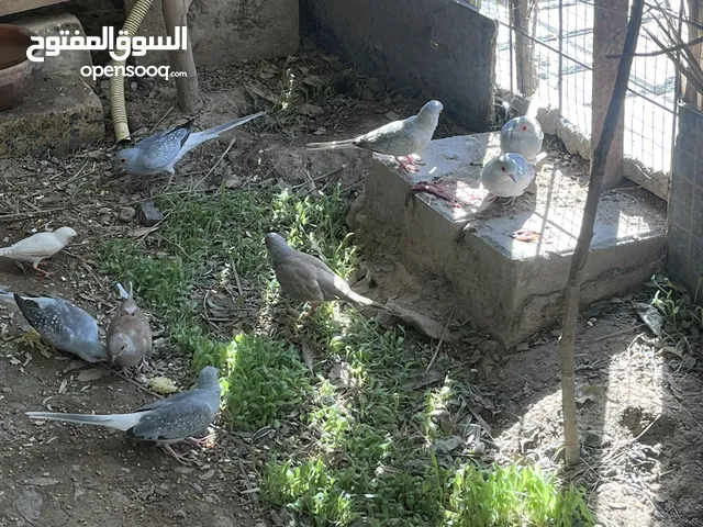 زوجين حمام ملكي الزوج ب 10 قفل