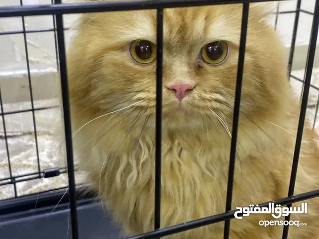 القطو ذكر نضيف هادي