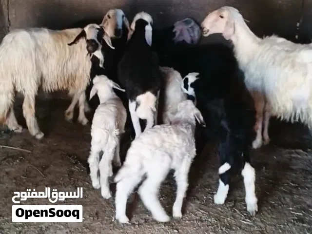 اربع نعاج نجديات وفحلهن تحتيهن خمسه