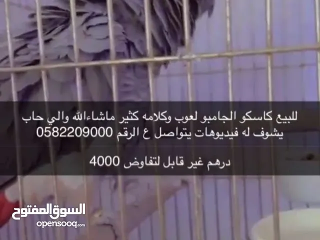 كاسكو جامبو