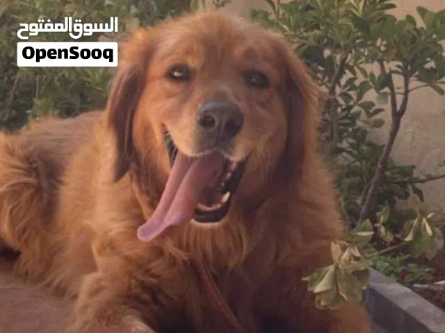 كلب جولدن ذكر للبيع