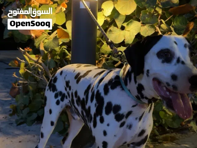 كلب دلمنشن