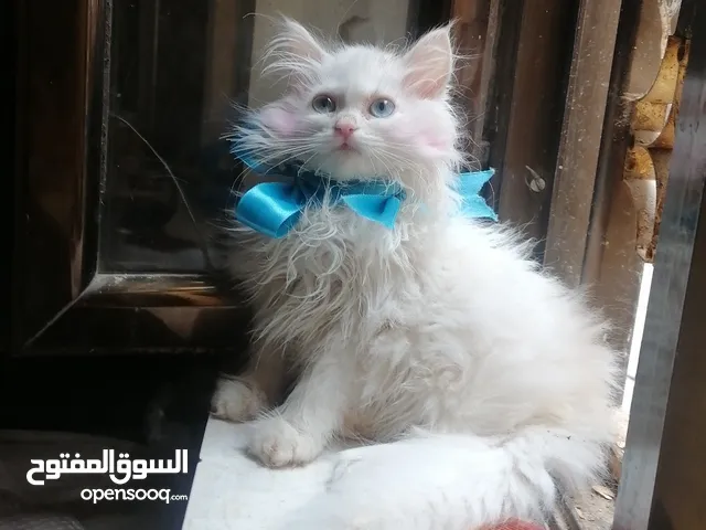 انثى شيرازي بيور'اصل' بيضاء عيون زرق عمر شهرين نظيفه وأليفه ودبدوبة وشعرها طويل وكثيف