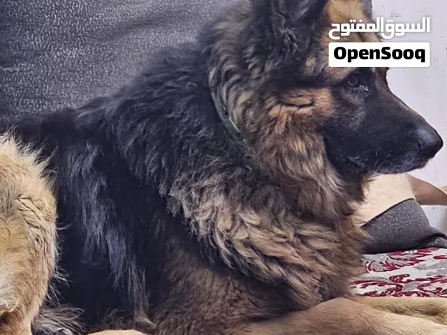 فحل جيرمن للبيع