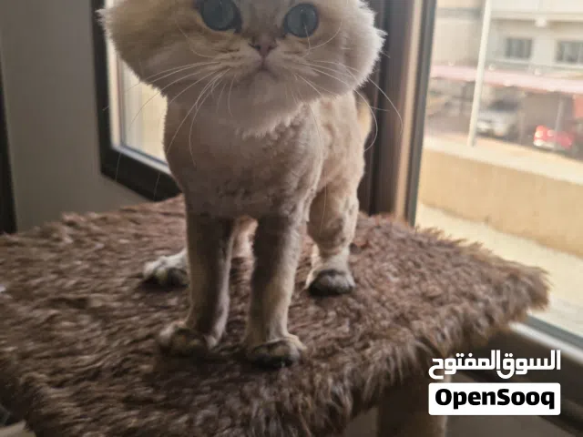 للتبني انثى برتش قولد لونق هير بيور