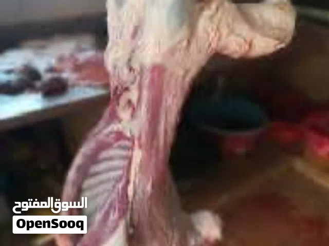 بسم الله كل عام وانتم بخير جزار اضاحي