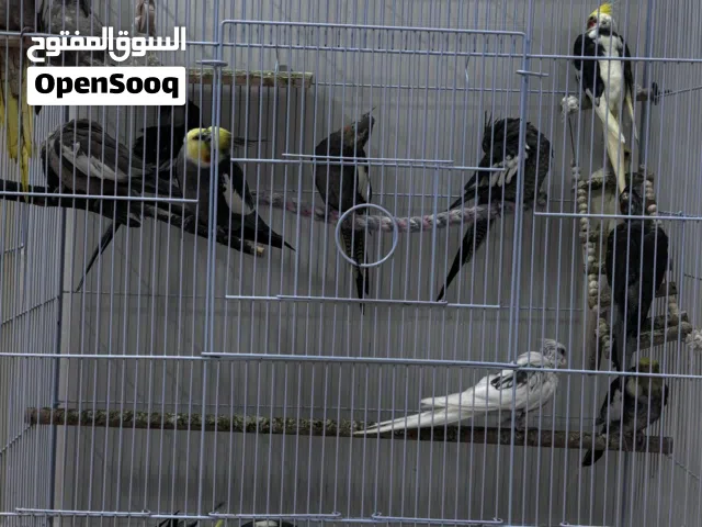 ببغاء كروان 15 طير ومع قفص (الرجاء عدم الاتصال)