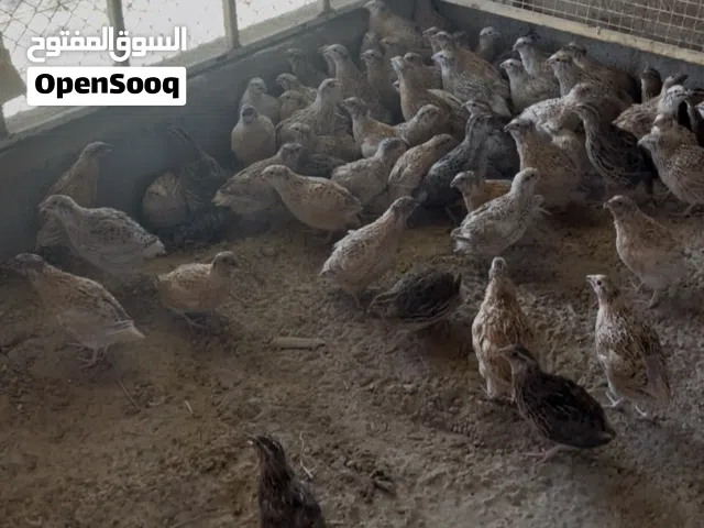 للبيع سمان احجام ممتازه