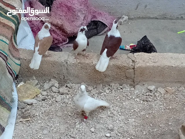 جوز برابسة وفرخة. مع فحل بولندي  فحل وحبة فرداويات وجوز شغالات كفالة