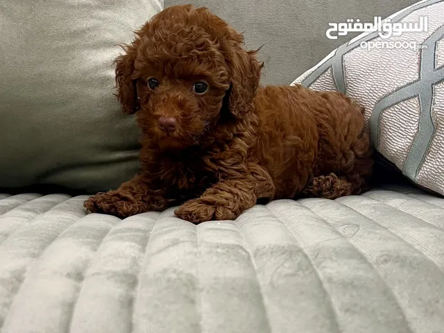 Teacup Poodle From Vietnam