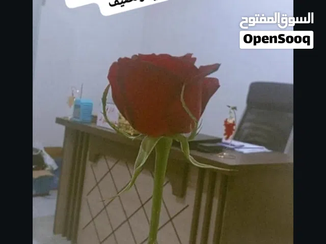 اعراض معهد او روضة