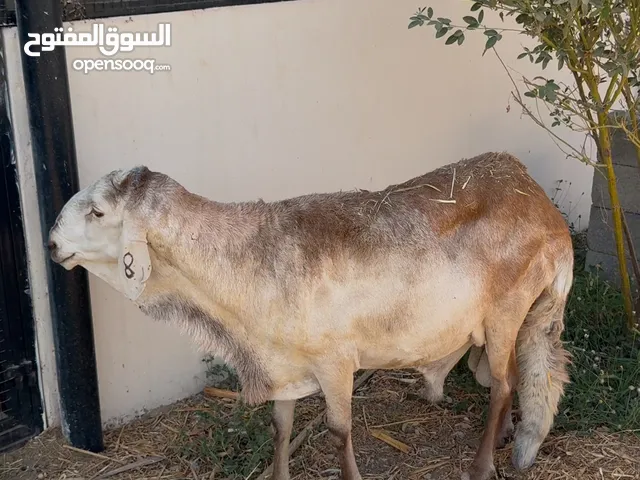 كبش سوداني راهي