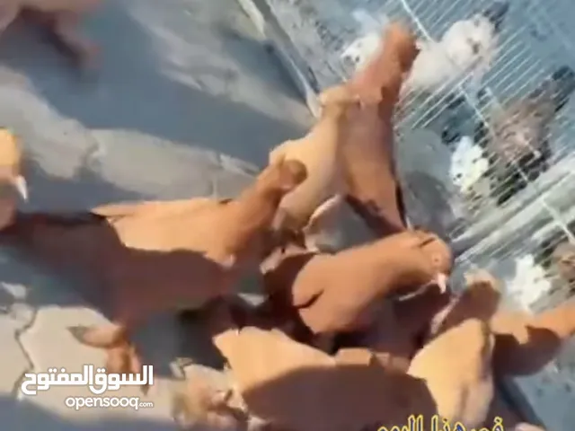 حمام رواعب