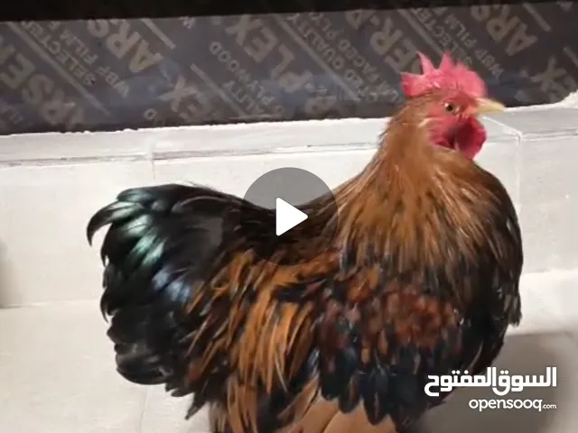 متخصصون في كتاكيت دجاج الزينة