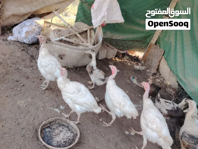 فسيفسات للبيع عدد اربعه لون ابيض فحله 2 نثايه ثنين