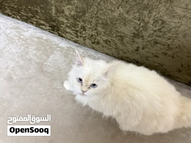 اليف وصحته ممتازه
