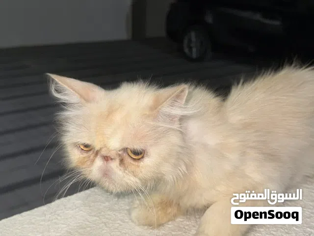 قطه بيكي فيس للتبني