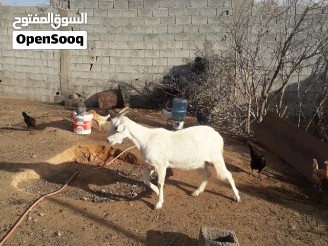 عنز فرنساوي جنس حليب امها تحلب 3 لتر وهي تاني والدة بطن قبل وتحلب قبل لتر وشوي