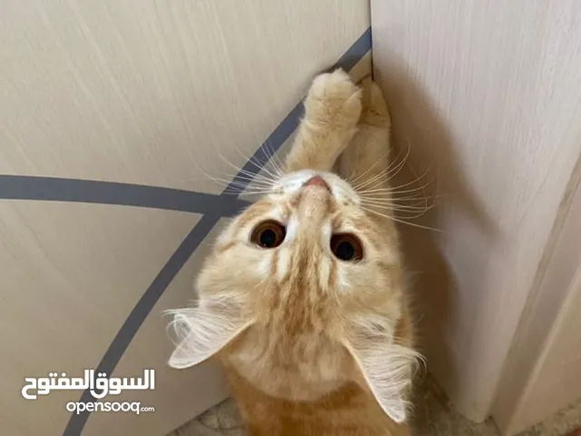 قطة للبيع بشكل مستعجل وضعها الصحي ممتاز خاليه من الأمراض جميع التطعيمات اخذتها مع جميع مستلزماتها