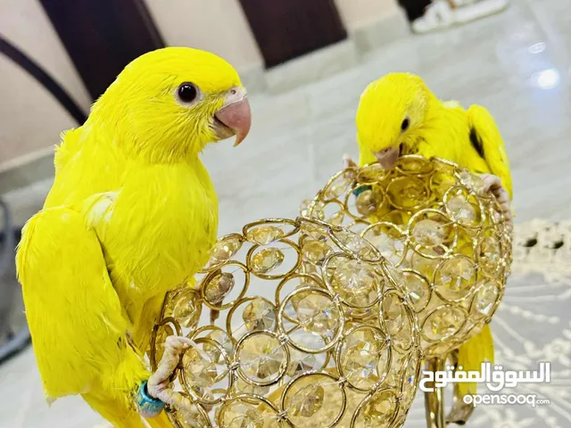 فرخين دره لاتينَو عين حمرا تبارك الله العمر 70 يوم اسبوعين وبنفطمو