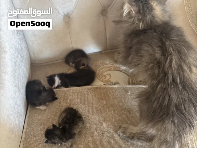 اربع قطط صغار مع آلام