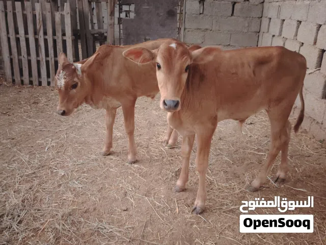 عجاله عمانيات