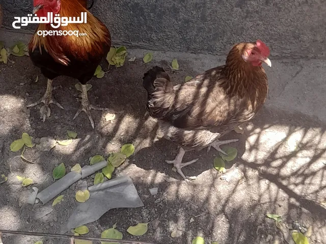 دجاج عرب أصلي