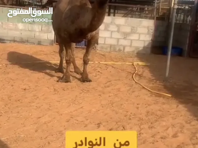 للبيع ناقة قزم – من أندر وأقصر الإبل على الإطلاق - فرصة لا تتكرر لهواة الإبل ومحبي التميز!