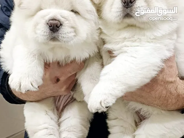جراء مستوردين من الخارج