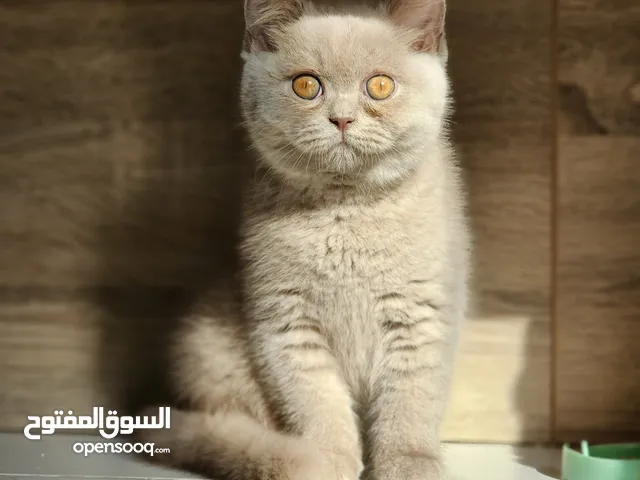 كتنز للبيع. Kittens for sale