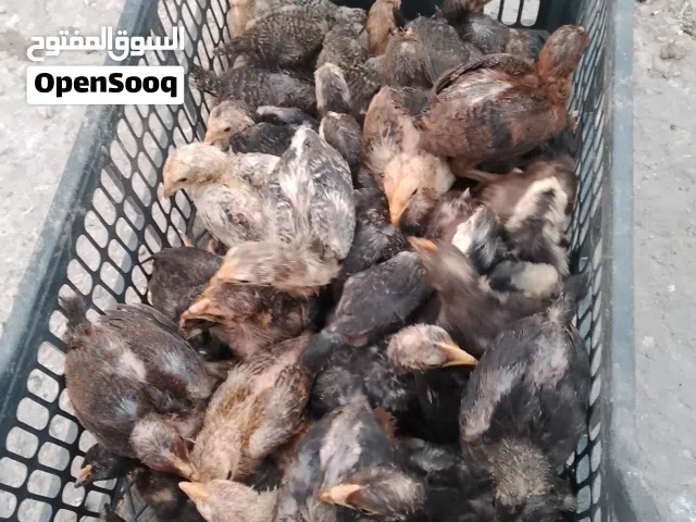 صيصان بلدي عمر 18 يوم ماخذات جميع المطاعيم  صحة ممتازة جداً
