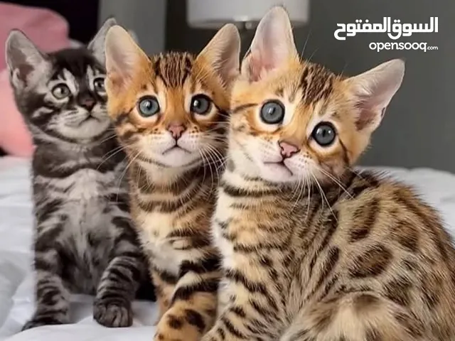 Bengal kittens, they are so friendly, and they all have their passports. Health confirmed, okay.