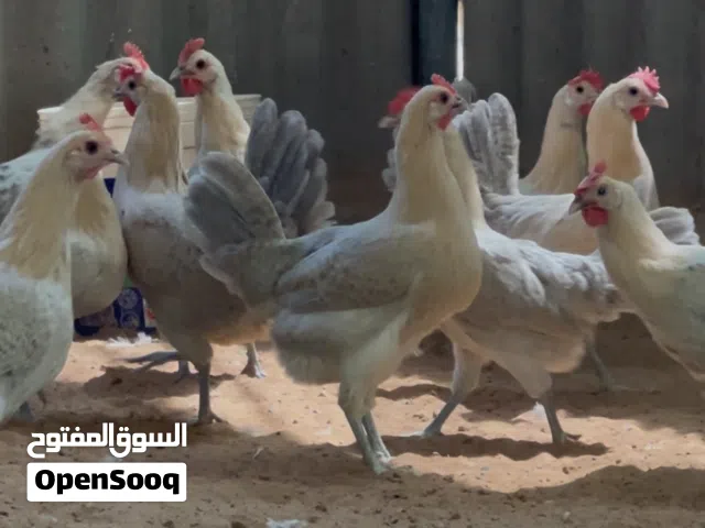 صيصان دجاج فيومي صافي بيور Pure Fayoumi chicks