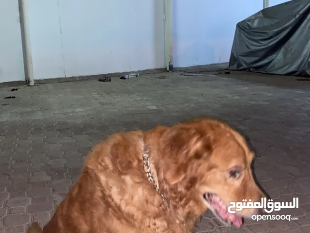 كلب جولدن للبيع قابل للبدل مع كلاب فقط