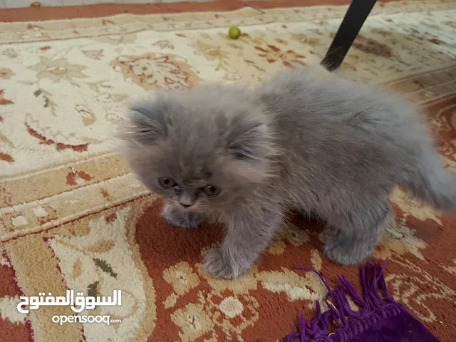 قطط كتن مكس شيرازي هملايا لون رمادي فاتح لطيفين لعوبين بعجزوك