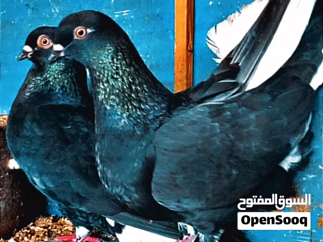 نوريات سود ذنب كوخ الطيره بنت زرازير