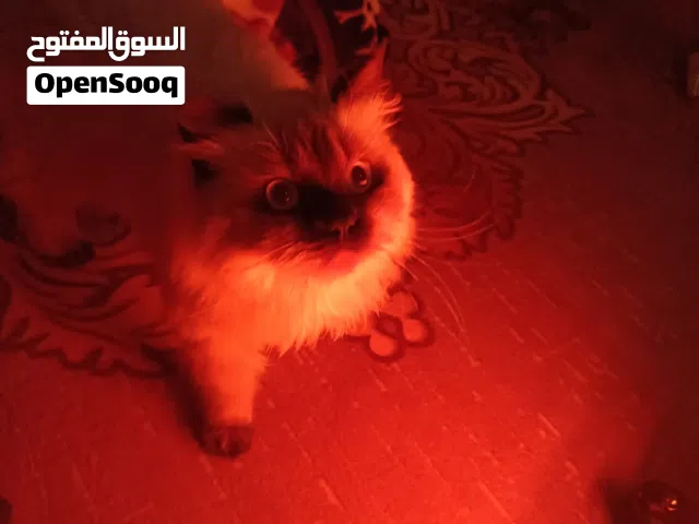 قط ميمو ابيض