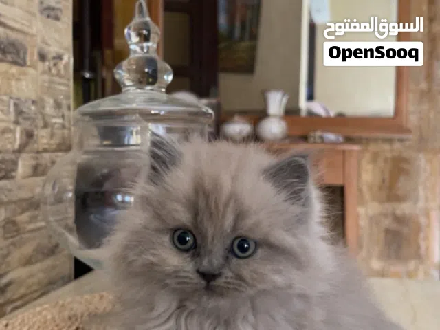قطط كتكوت لعوب جدا مرح