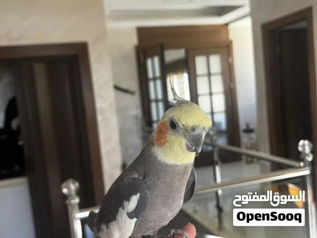 ببغاء كوكتيل  ذكر وببغاء الروز  أنثى للبيع