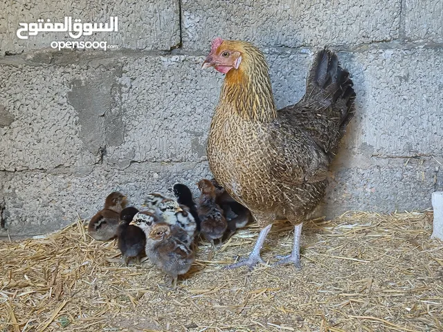 دجاجة تحتها 12 شوشوي عمرهن 20 يوم تقريبا للبيع مكان مصراتة. .