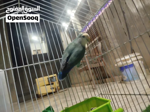 عصفور بركاديلو للبيع الله يبارك
