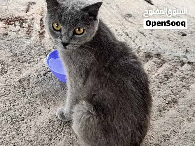 سكوتش ستريت بيور