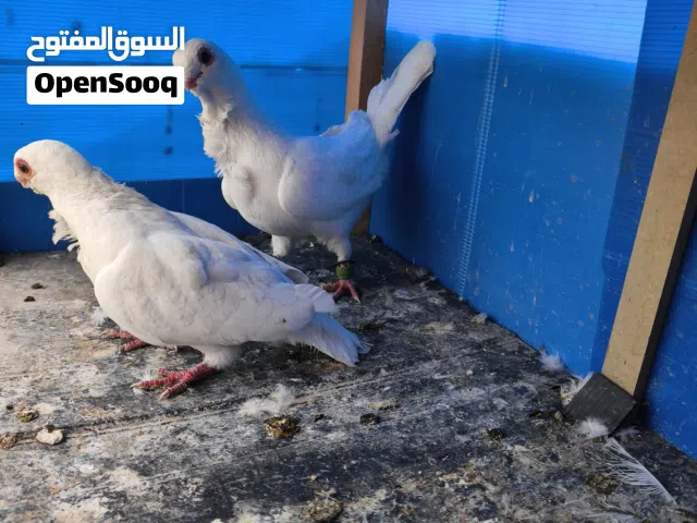 اربع جواز للبيع